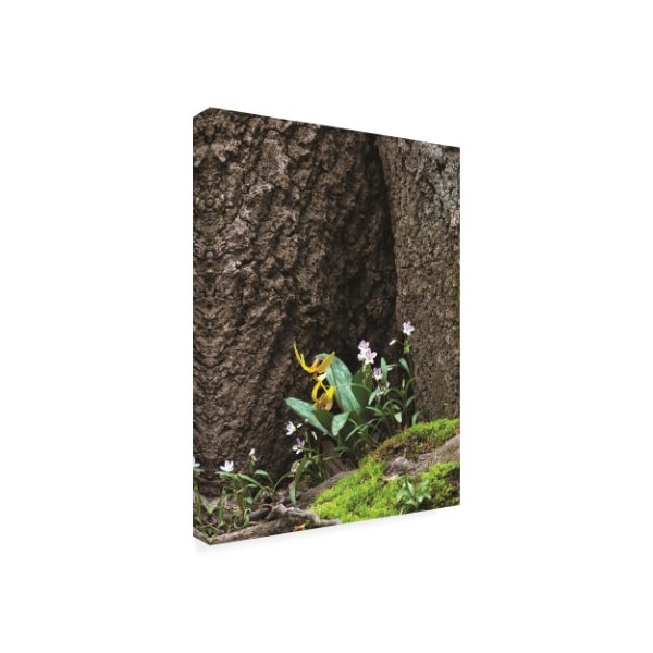 Kurt Shaffer Photographs 'Wildflower Scene At The Base Of A Tree' Canvas Art,35x47